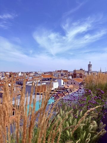Orange rooftops and a church tower in Valladolid seen over grasses and purple flowers